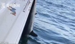 海员爆料渔船视频,渔船真实工作环境曝光